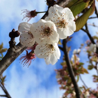 CherryBlossoms3